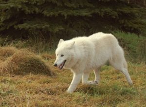Sex olika typer av varg – våra hundars förfäder