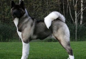 Amerikansk akita, en dominant hund med ädel personlighet