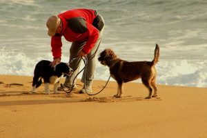 10 tips för att springa med din hund på bästa sätt