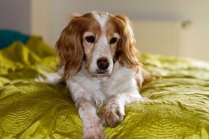 Hur man tar hand om en blind hund på bästa sätt