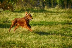 8 misstag folk begår när de tar hunden till parken