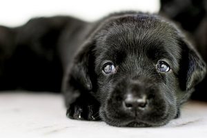 Allt du bör veta innan du väljer att adoptera en hund