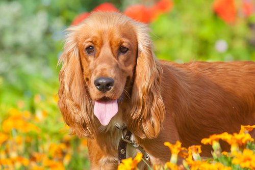 Cockerspaniel i naturen
