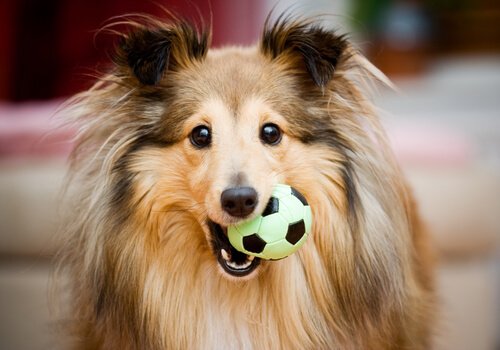 Collie med boll