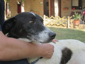 Utse en gudförälder till ditt husdjur ifall något skulle hända