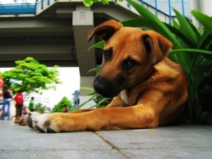 Effektiva tips för att få din hund att sluta äta växter