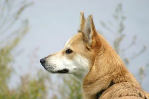 Tips för hur man undviker att bli biten av en hund