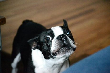 Hund tittar upp misstänksamt på någon