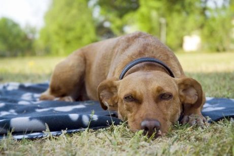 Hund ligger på matta på gräs