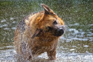 Min hund skakar på sig själv, men varför?