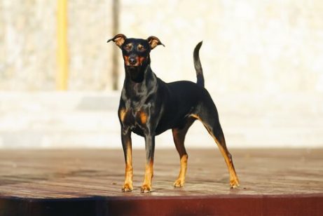 En vaken pinscher