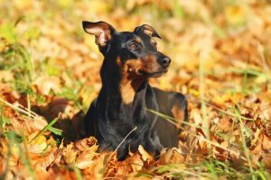 Pinscher: allt du behöver veta om denna hundras