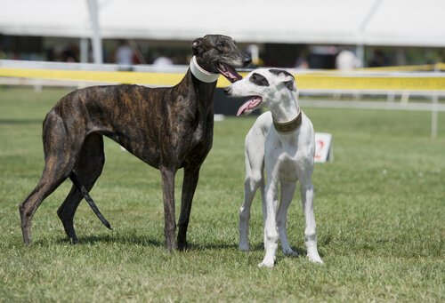 Fina greyhound-hundar