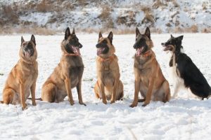 Laekenois belgisk vallhund – en mycket intressant ras