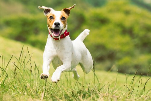 Glad jack russel terrier
