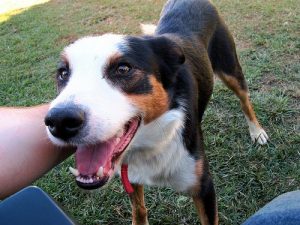 Hur du tar hand om ditt husdjurs mentala hälsa