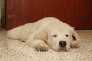 Hundar drömmer, men om vad? Borde man väcka dem?