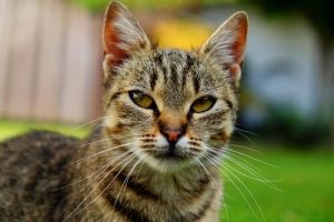 Hur gammal är din katt i människoår?