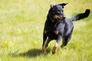 Råd för att uppfostra och träna en självständig hund