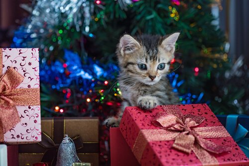 Kattunge bland julklappar