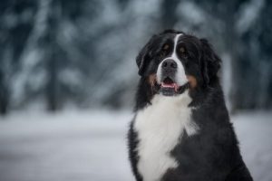 Namn till stora hundar: vi ger dig lite inspiration