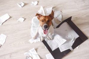 3 tips för att undvika att hunden förstör huset när du är borta