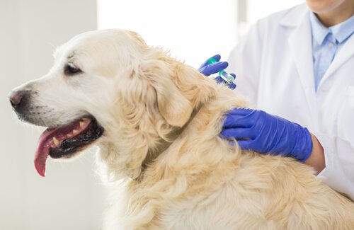 Retriever hos veterinären