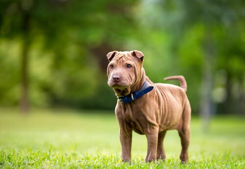 En Shar Pei, en av hundraserna från Kina