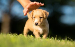 Vad bör du veta innan du adopterar en valp?