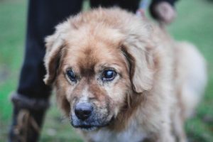 Tips på hur du tar hand om en blind hund