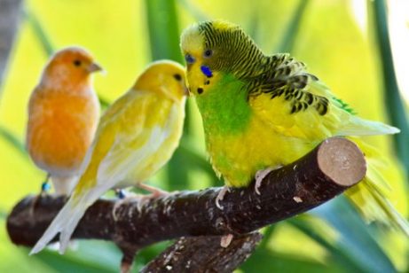 Tre parakiter på en gren