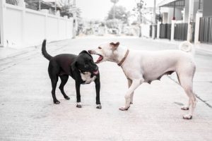 Hur du ska agera om din hund attackeras av en annan hund