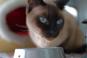 Fem hemgjorda och näringsrika recept för katter