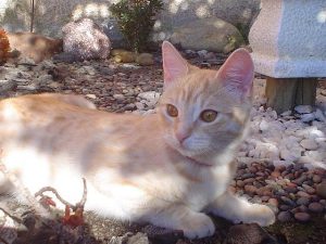 Virussjukdomar hos katter: infektioner att akta sig för