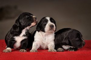 Basträning för valpar – metoder och saker att ha i åtanke