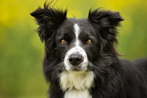 Border collie är en av de mest intelligenta hundraserna.