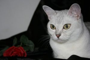 Burmillakatter: allt du behöver veta om denna ras