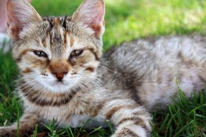 Är katter smartare än hundar? Vetenskapen har svaret