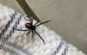 Varför du aldrig ska döda en husspindel