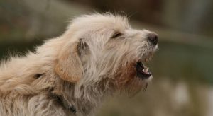 Hur du tolkar din hunds skall, ylanden och morrningar