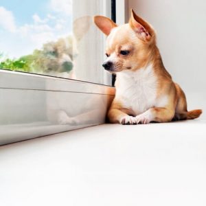 Tips om din hund tillbringar mycket tid ensam