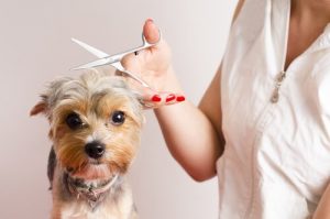 Tips för hundar som inte gillar att gå till hundfrisören