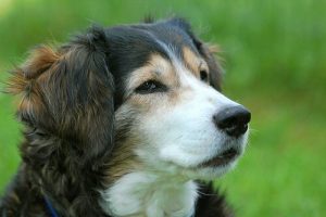 Hur man kan rädda en hund som sätter i halsen