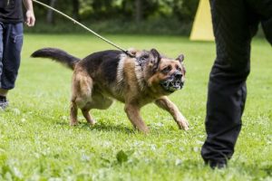 Hur kan man förhindra att hunden blir aggressiv?