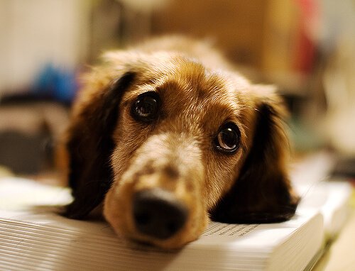 Hund som ser ledsen ut.