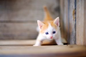 Hur tar man hand om kattungar på bästa sätt – vi ger tips