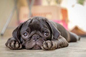 Hundparvovirus: vad är det och vilka är symptomen?