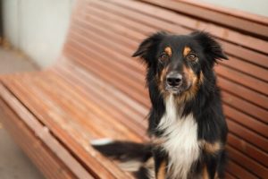 Är kastrering bra för våra husdjur? Vi listar för- och nackdelarna