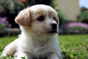 Vad kan orsaka missfärgning av hundars nosar?