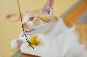 Övningar du kan göra med din katt för att hålla den aktiv